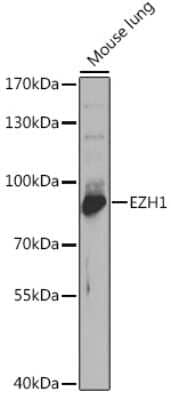 Western Blot: EZH1 Antibody [NBP3-04748] - Western blot analysis of extracts of mouse lung, using EZH1 antibody (NBP3-04748) at 1:1000 dilution. Secondary antibody: HRP Goat Anti-Rabbit IgG (H+L) at 1:10000 dilution. Lysates/proteins: 25ug per lane. Blocking buffer: 3% nonfat dry milk in TBST. Detection: ECL Basic Kit. Exposure time: 90s.